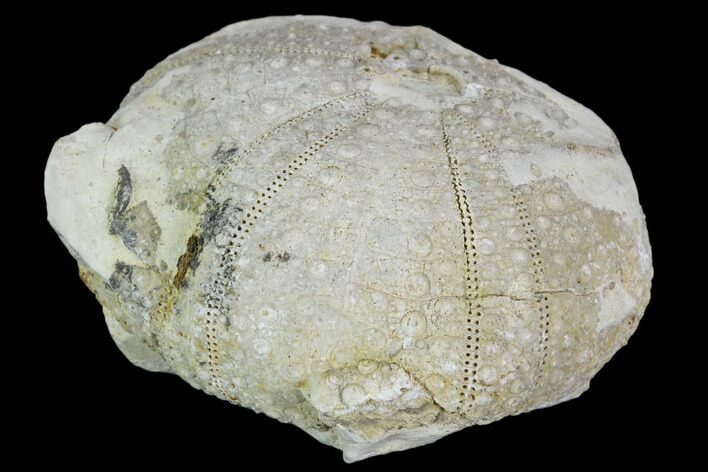 Fossil Sea Urchin - Morocco #104520